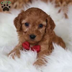 Rusty, Cavapoo Puppy